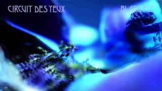 Circuit des Yeux "Black Fly" (Official Song)