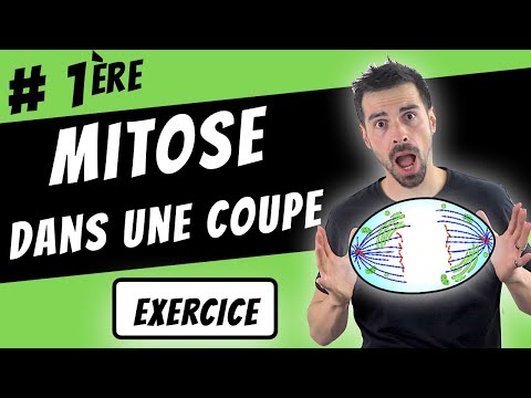 MITOSIS in a cross-section - First Year Biology