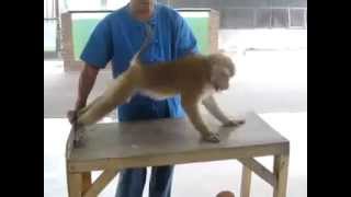 Monkey Does Push Ups and Sit Ups!