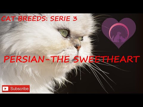 Persian Cat - the Sweetheart