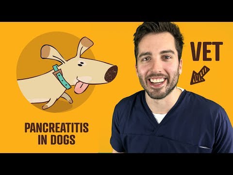 Pancreatitis In Dogs - Symptoms, Treatment, Diet, And More | Vet Explains