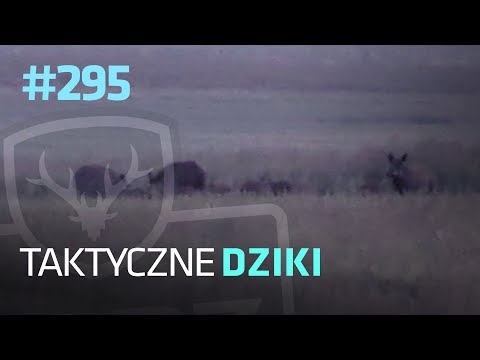 Darz Bór 295 - Taktyczne Dziki
