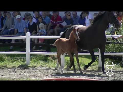 NF293 Hengstfohlen von Colman - Quantum - Langraf I