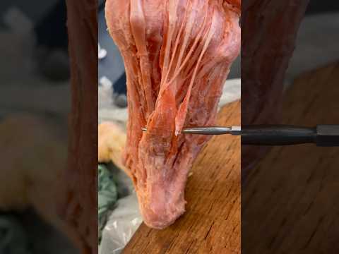 Real Human Foot Muscles!