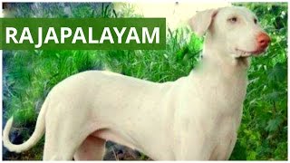 Rajapalayam dog, India 