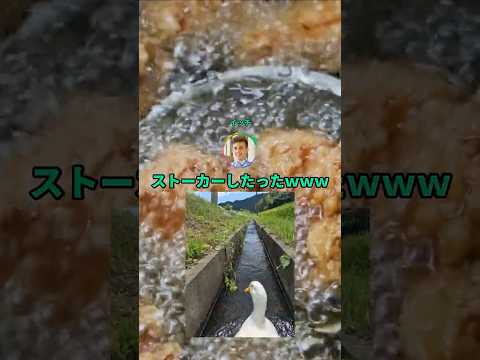 ニートだけど暇すぎてアヒルを一日中ストーカーしたったｗｗｗ#shorts #動物 #おもしろ