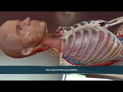 Visible Body | Atlas der Humananatomie 2021