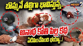 Download lagu Japan Punch Baby Monkey  : బొమ్మనే తల్లిగా భావిస్తున్న అనాథ కోతి పిల్ల కథ ఏడిపించేసింది భయ్యా..! | mp3