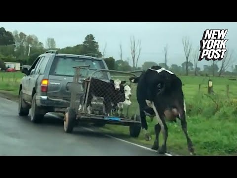 Strada nazionale di trattamento di vermi a gattini Vermi a bambini della ragione che