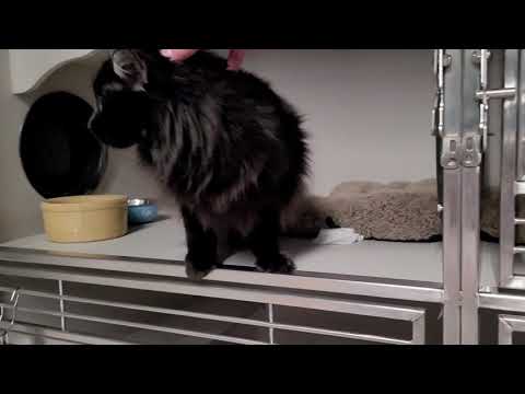 BeeJay, an adopted Domestic Long Hair in Phoenix, AZ_image-1