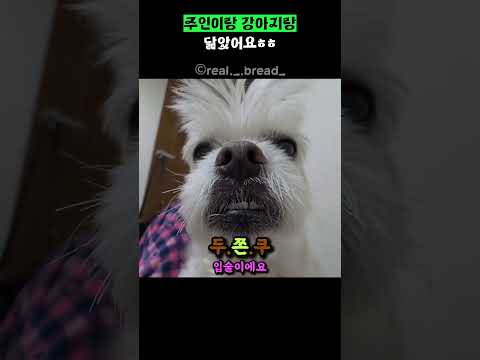 주인이랑 강아지랑 닮았어요ㅎㅎ