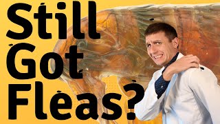 Best Flea Treatments For Cats