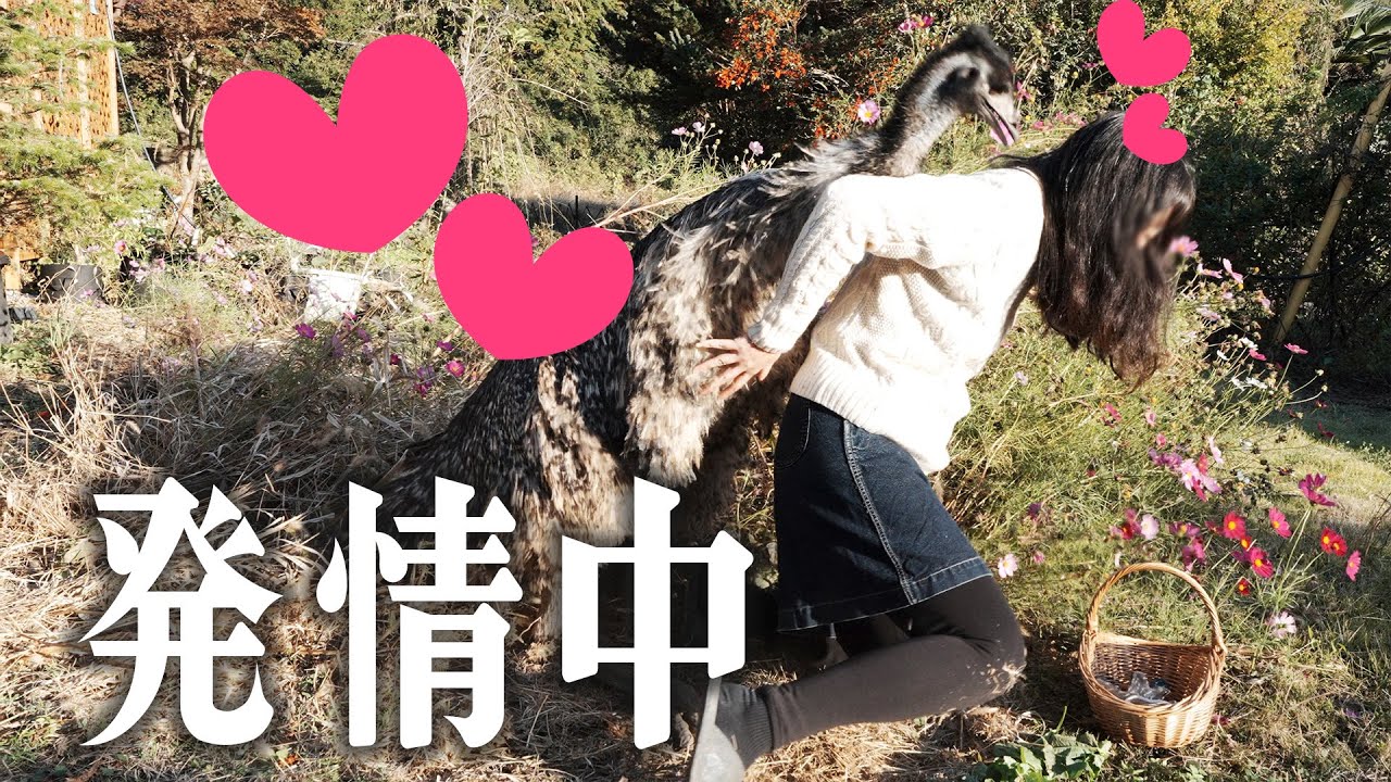 ペットのエミューに求愛されて困っています…