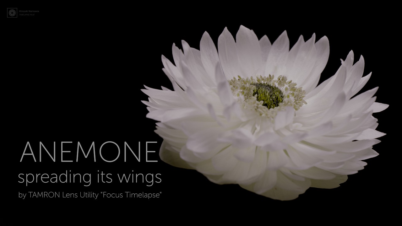 【4K HDR Timelapse】ANEMONE spreading its wings by TAMRON Lens Utility “Focus Timelapse”