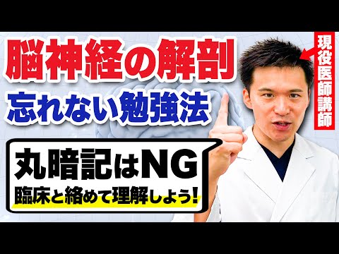 医学科 もう丸暗記はやめませんか？脳神経の解剖を基本から解説します。