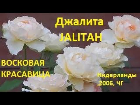 РОЗА ДЖАЛИТА (JALITAH )-ВОСКОВАЯ КРАСАВИЦА.ЦВЕТЕНИЕ ИЮЛЯ И АВГУСТА 2021.Плюсы- минусы в конце видео.