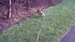 Ruben &amp; Nala have fun on walkies in the park today!