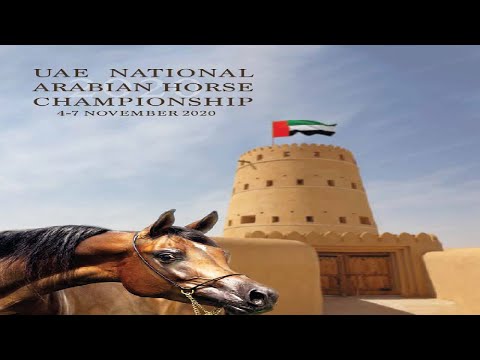 UAE National Arabian Horses Championship4-7November 2020 بطولة الامارات الوطنية لجمال الخيول العربية