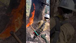 Music video thumbnail preview for Forest Fire (BBC 1970) by Trees