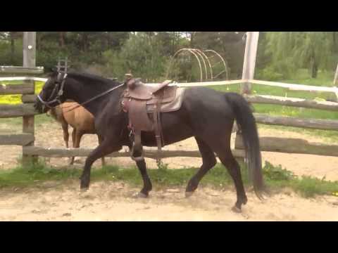 Caballos Black Heyoka