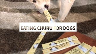 Dog Eating Churu for Dogs [Sound Dogs Love]