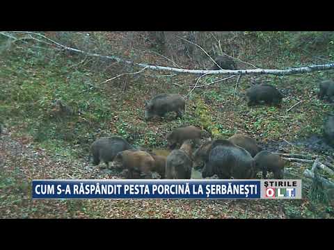 CUM S A RASPANDIT PESTA PORCINA LA SERBANESTI 2603