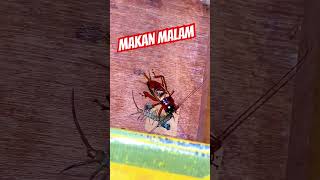 Download lagu Makan malam jangkrik aduan #jangkrik #jangkrikaduan #adujangkrik #cricketfight #jangkrikgenggong mp3 Download lagu Makan malam jangkrik aduan #jangkrik #jangkrikaduan #adujangkrik #cricketfight #jangkrikgenggong mp3