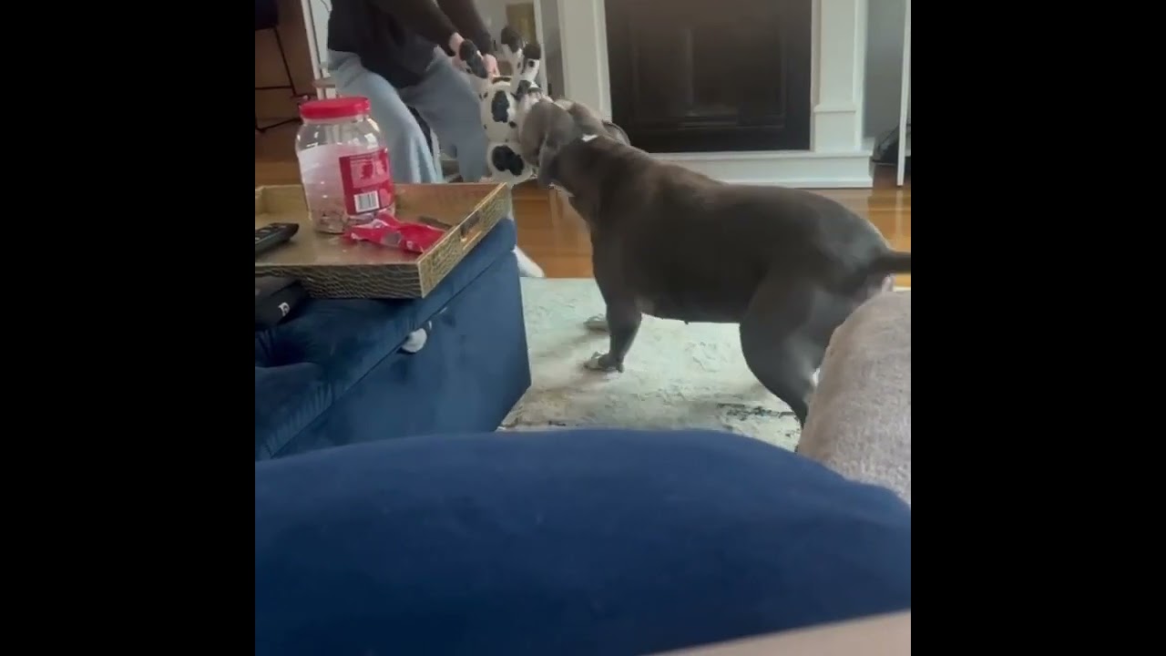 Big Daddy - Local, a Adoptable Pit Bull Terrier in Princeton, MA video 6/6