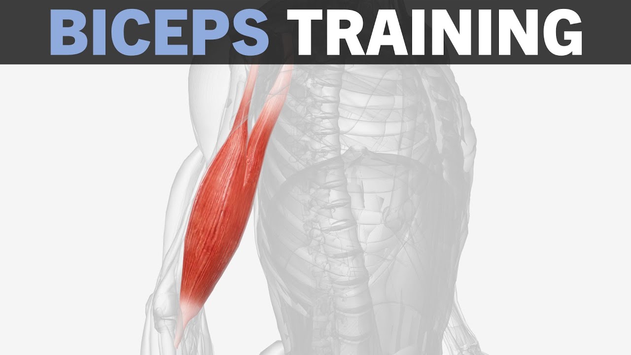Biceps Hypertrophy Training Fundamentals