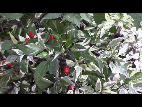 Explosive Ember Pepper Growing From Seedling Through The Summer