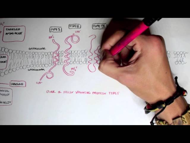 Membrane Proteins I