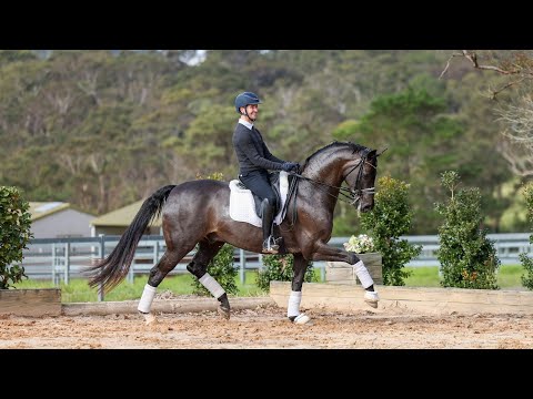 SOLD - Fiderhall - IMP (DE) 2009 Gelding