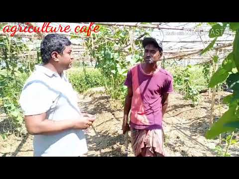 বিষমুক্ত সবজি কিনতে পারবেন যেখানেঃ কৃষি,কৃষক ও উপজেলা কৃষি অফিস