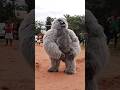 Gorilla Celebrity Igbo Masquerade Gorilla