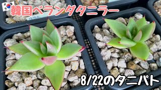 【多肉植物】多肉の状態が悪そうなので枯れ葉を取りながらタニパト/8月22日【ベランダ多肉】