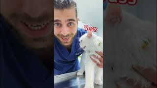 HER ŞEYE KIZAN KEDİ! 😂 #TheVet