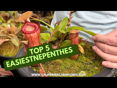 Top 5 Easy to Grow Nepenthes 