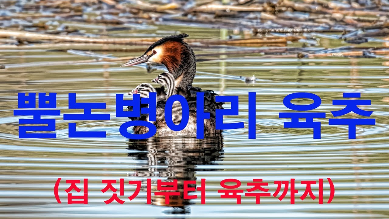 뿔논병아리 유튜브 썸네일