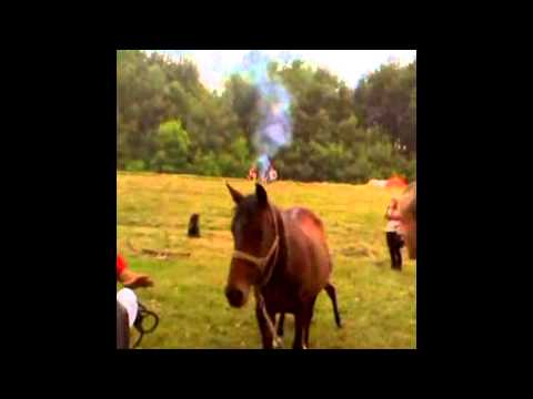 Wicked Forest & Namaste LIFE CELEBRATION FESTIVAL 2012 promo party 2-3.6.2012 @ Progar