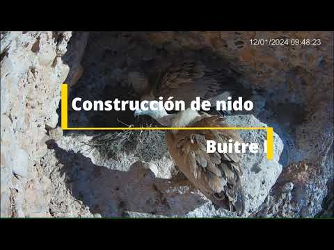Una pareja de buitres leonados construye su nido (Riaza - Segovia)