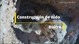 Una pareja de buitres leonados construye su nido (Riaza - Segovia)