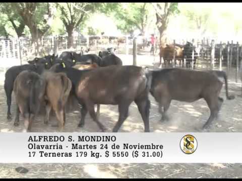 24-11-15 Venta de Hembras - Alfredo S. Mondino - Olavarria.