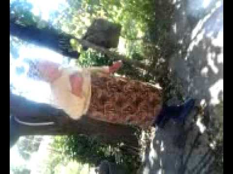 Iepurila de Grigoreni