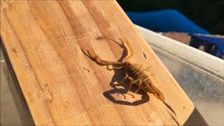 Scorpion safe &quot;safer&quot; Home - pest seal your home - pest control