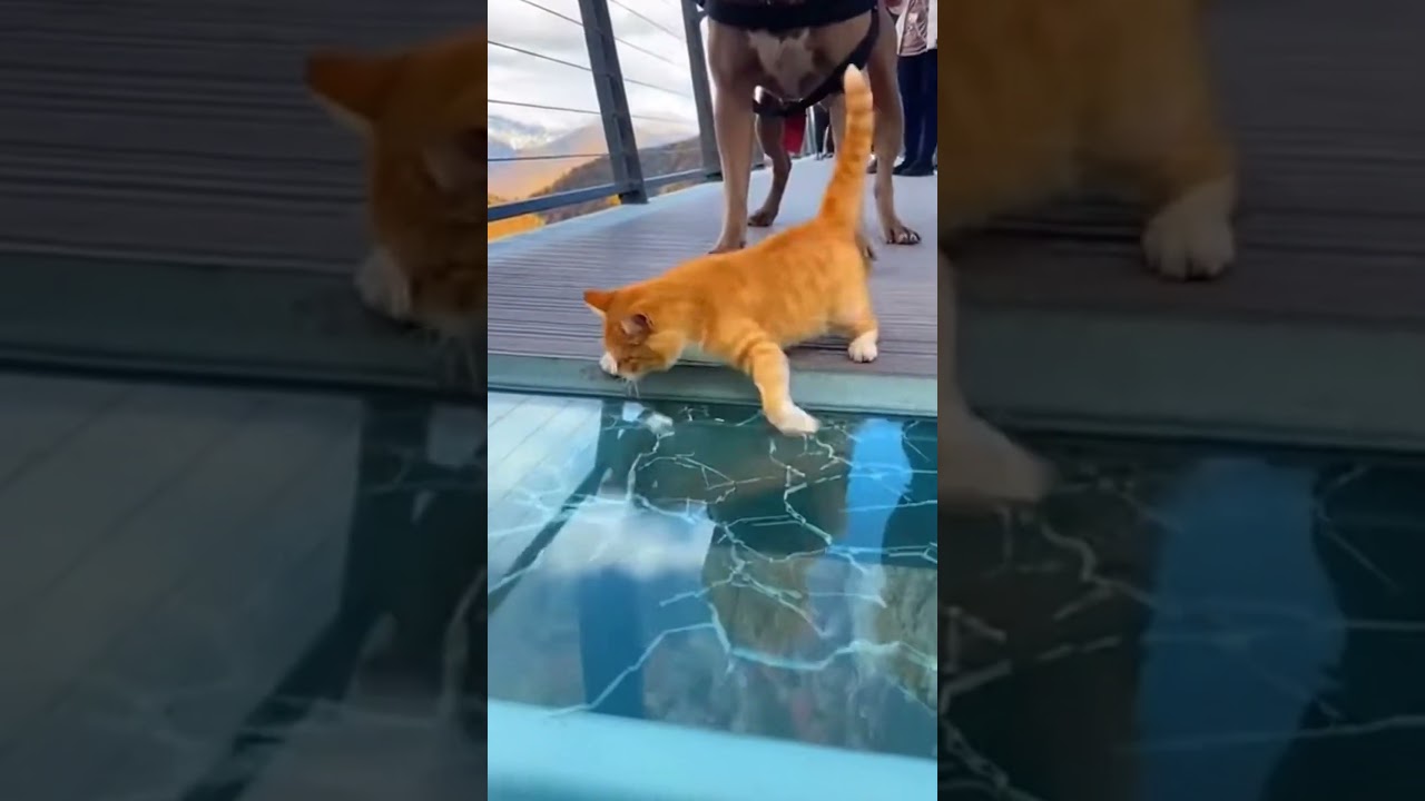 so funny #viral #trending #short