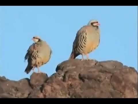 Nezir mijini şexigu mal