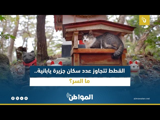 القطط تتجاوز عدد سكان جزيرة يابانية.. ما السر؟