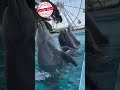 Dolphins Smile Seaworld Dolphin Tilikum Blackfish Emptythetanks Savetheoceans