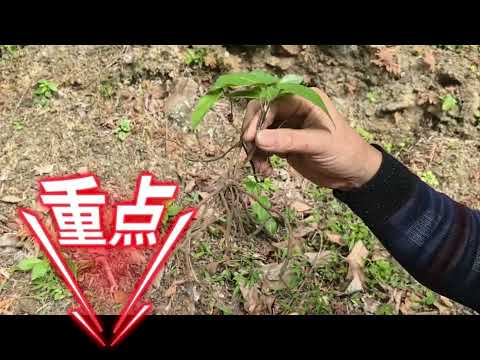魚刺卡喉嚨？一味中藥竟然能把它『軟掉』-神奇的威靈仙#毛莨科#麥氏鐵線蓮#祛風濕#通經絡#解痙攣#消骨哽