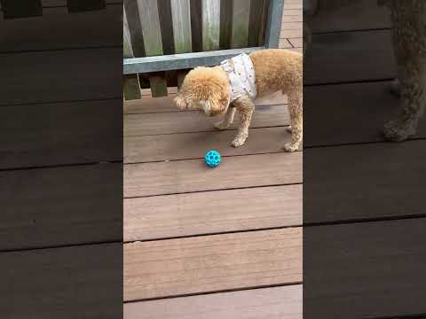 経営学科 ドッグランで遊ぶトイプードル14ヶ月 #toypoodle #トイプードル